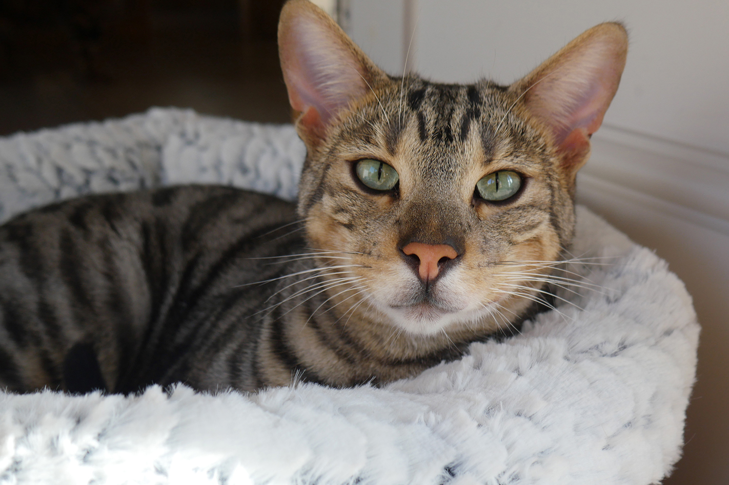 Understanding Your Cat’s Body Language.